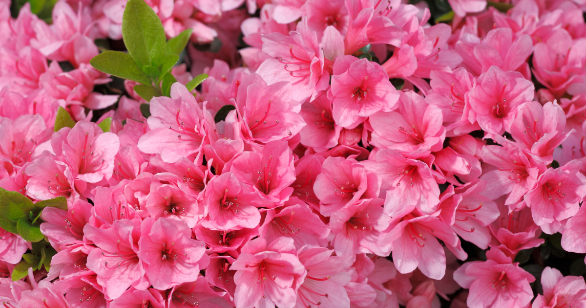 2025-masters-facts-and-stats-azaleas