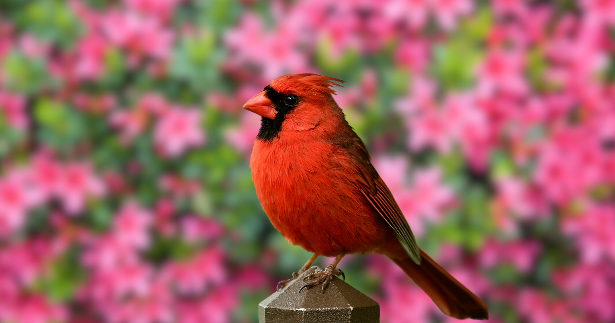 masters-facts-birdsong-mystery