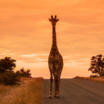 golf-holidays-south-africa-2027-safari