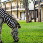 golf-holidays-south-africa-2027